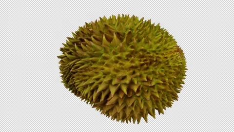 Rotating Durian on Transparent Background (Looping with Alpha Channel) Stock Footage 146711758