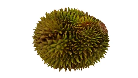 Rotating Durian White Background (Looping) Stock Footage 146677803