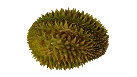 Rotating Durian White Background (Looping) Stock Footage 146711542