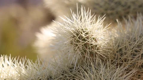 Rotating Extreme Close Up Of Cholla Cactus Spines Vídeo Stock 148403245