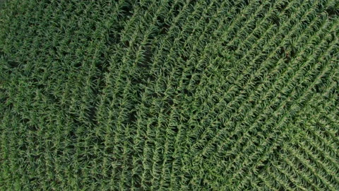 Rotating falling overhead cornfield magic hour Stock Footage 140062578