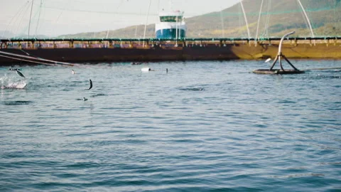 Rotating feed pipe distributing feed pellets to jumping salmon in marine Vídeo Stock 161949838