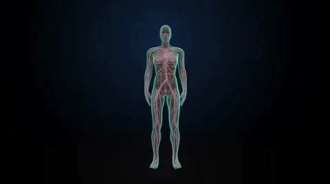 Rotating Female Human cardiovascular system, blood system, Blue X-ray light. Stock Footage 67312854