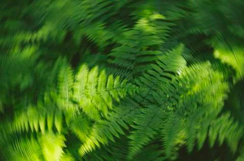 Rotating Fern Patterns in Dappled Light Stock Photos