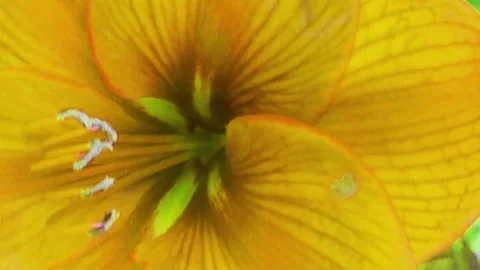 Rotating flashing flower effect - close up of lily Stock Footage 317267522