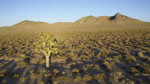 Rotating flight over sunbathed joshua trees. Stock Footage 155180923