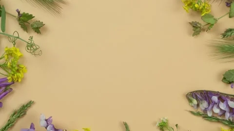 Rotating floral circular composition or frame with wildflowers, spikelets, herbs Stock Footage 246796159