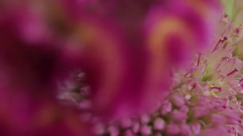 Rotating flowers in bloom Stock Footage 132336635