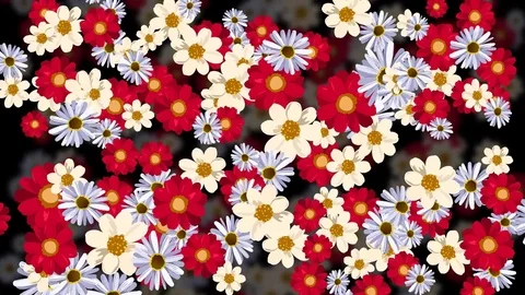 Rotating flowers with dark background Stock Footage 80330406