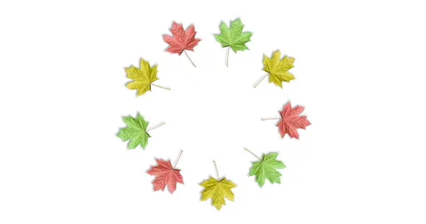 Rotating frame of colorful maple leaves. Maple leaves organized in round frame Stock Footage 274681917