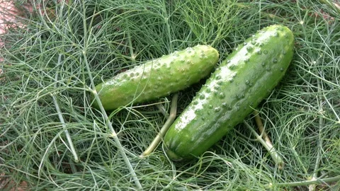 Rotating fresh green cucumbers on dill background Stock Footage 79371085