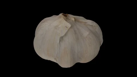 Rotating Garlic Head on Black Background (Looping) Video stock 97740550