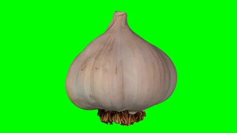 Rotating Garlic Head on Green Background (Looping) Stock Footage 92279511