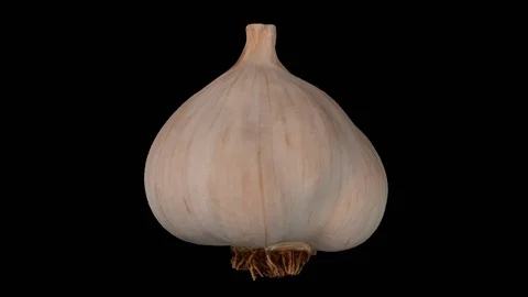 Rotating Garlic Head on Transparent Background (Alpha Channel) Stock Footage 92286831