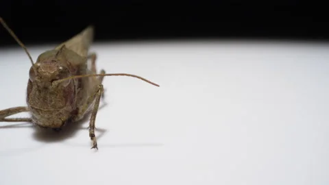 Rotating grasshopper on white background Stock-Footage 137115522