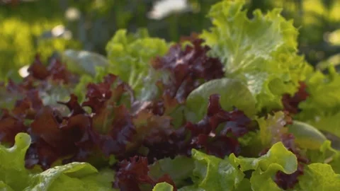 Rotating green and red fresh lettuce Stock Footage 137601435