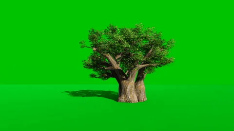 Rotating green background with baobab tree Stock Footage 172977173