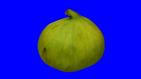 Rotating Green Fig on Blue Background (Looping) Stock Footage 97739038