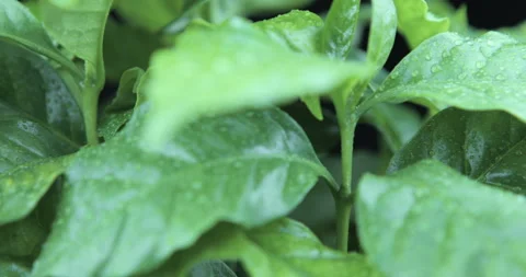 Rotating green leafs with water drops Stock Footage 115767169