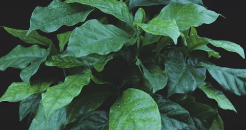 Rotating green leafs with water drops 스톡 동영상 116230854