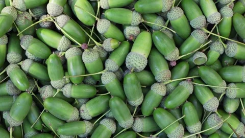 Rotating Green Oak Acorns Flat Lay Top View Vertical Video Stock Footage 347231429