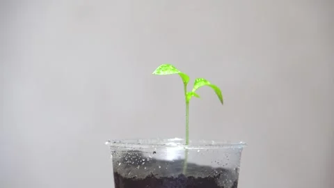 Rotating green seedling in a plastic cup 4K Video stock 274402720