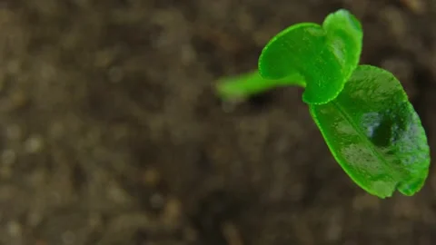 Rotating Green Sprout Growing From Soil Macro. Stock Footage 334575896