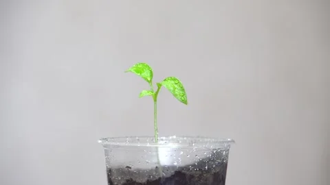 Rotating green sprout in a plastic cup 4K Video stock 274402708