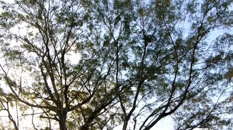 The rotating green tree pointed towards the sky Video stock 137246658