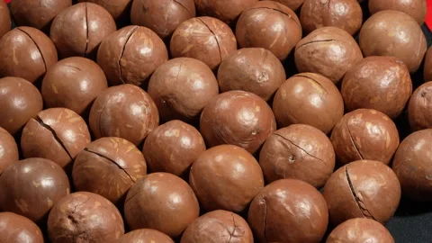 Rotating Group of Whole Roasted Macadamia Nuts. Видео 332836117