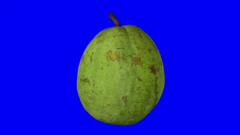 Rotating Guava on Blue Background Stock Footage 80584845