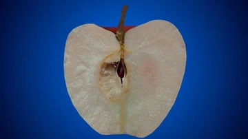 Rotating half apple - blue bakground Stock Footage 85580869