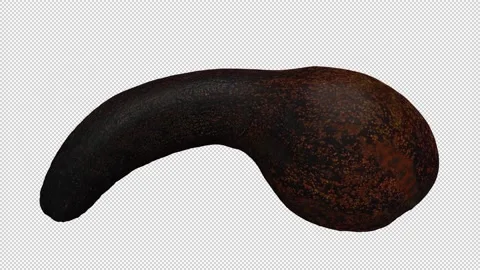 Rotating Half Long Neck Avocado on Transparent Background (Looping) Video stock 149278569