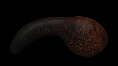 Rotating Half Long Neck Avocado on Black Background (Looping) Stock Footage 149279234
