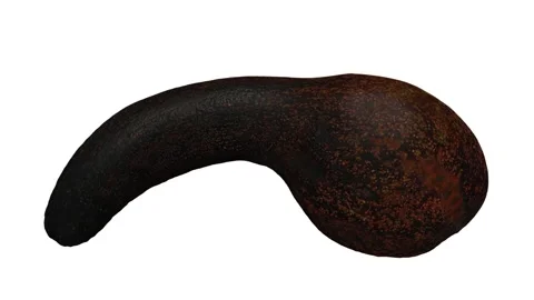 Rotating Half Long Neck Avocado on White Background (Looping) Stock Footage 149279250