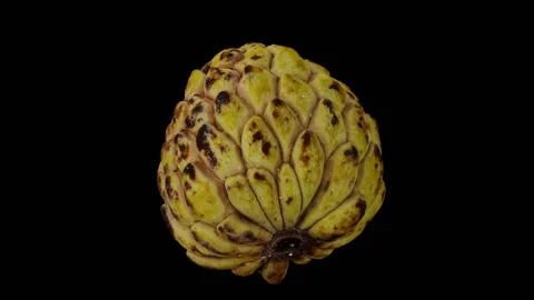 Rotating Half Sugar-Apple on Black Background (Looping) Stockbeeldmateriaal 147526308