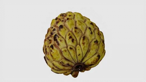 Rotating Half Sugar-Apple on Transparent Background (Looping with Alpha Channel) Stock Footage 147526253