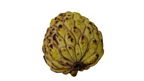 Rotating Half Sugar-Apple on White Background (Looping) Stock Footage 147526328