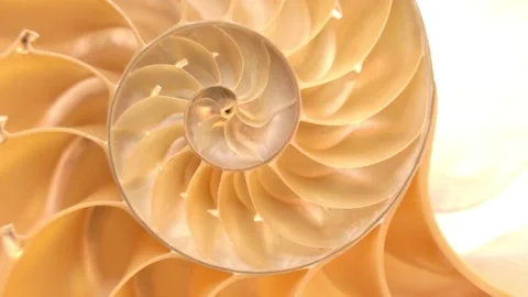 Rotating halved nautilus shell Stock Footage 140011334