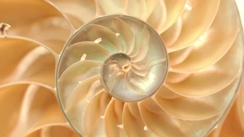 Rotating halved nautilus shell Stock Footage 140011571