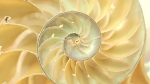 Rotating halved nautilus shell Stock Footage 140011917