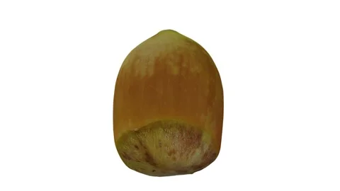 Rotating Hazelnut on White Background (Looping) Stock Footage 150235401