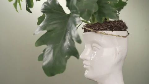 Rotating head Pot Plant Stock Footage 103851808