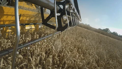 Rotating header of combine harvester dipping in and out of wheat field. Stock Footage 148696116