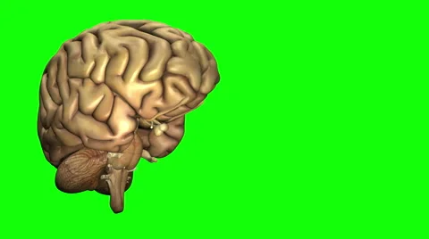 Rotating Healthy Brain Stock Footage 43316191