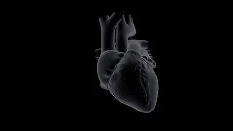 Rotating-Heart-Model Stock Footage 313833910