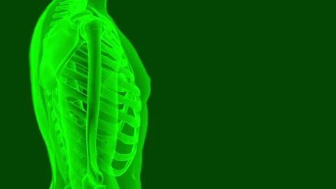 Rotating Human Anatomical Skeleton. Looped Background Vidéo 154263976