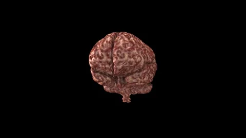 Rotating Human Brain - 3D Animation of B... | Stock Video | Pond5