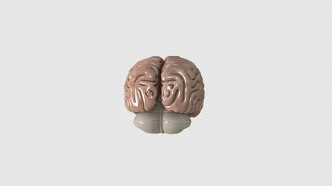 Rotating Human Brain 3D Animation, Reali... | Stock Video | Pond5