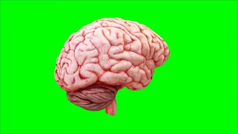 Rotating Human Brain Anatomy 3D Model Rendering on Green Screen Background Stock-Footage 341588921